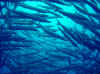 Dsc00189b.jpg (87671 bytes)