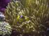Dsc00373b.jpg (80929 bytes)