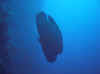 Dsc00403b.jpg (31805 bytes)