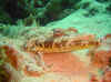 Dsc00423b.jpg (95183 bytes)