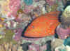 Dsc00803b.jpg (109342 bytes)