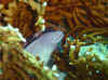 Dsc00984b.jpg (81546 bytes)