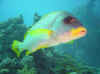 Dsc02636b.jpg (65007 bytes)