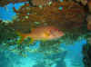 Dsc02804b.jpg (88084 bytes)