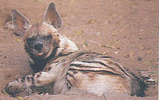 Hyena 2.jpg (15607 bytes)
