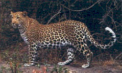 Leopard 3.jpg (20689 bytes)