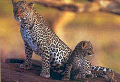 Leopard.jpg (18566 bytes)