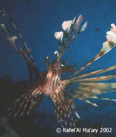 lionfish