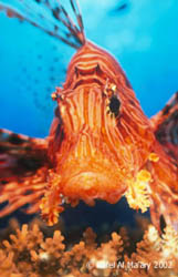 scorpionfish