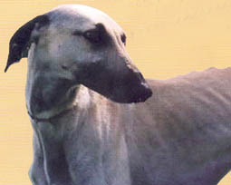 saluki2.jpg (14321 bytes)