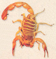 scorpion 1.jpg (21950 bytes)