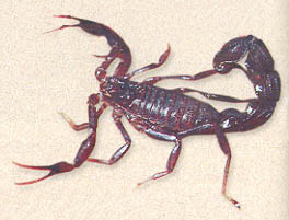 scorpion 2.jpg (20081 bytes)