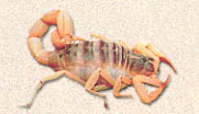 scorpion.jpg (11527 bytes)