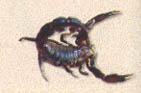scorpions 3.jpg (10184 bytes)