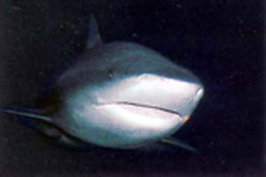 shark1.jpg (10792 bytes)