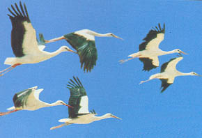 stork.jpg (17238 bytes)